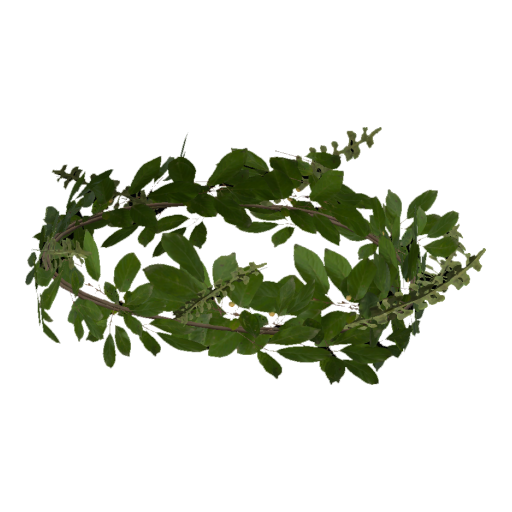 LeafCrown_Summer
